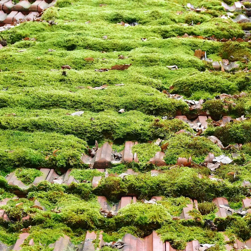 Moss Removal by Keystone Roofing & Guttering