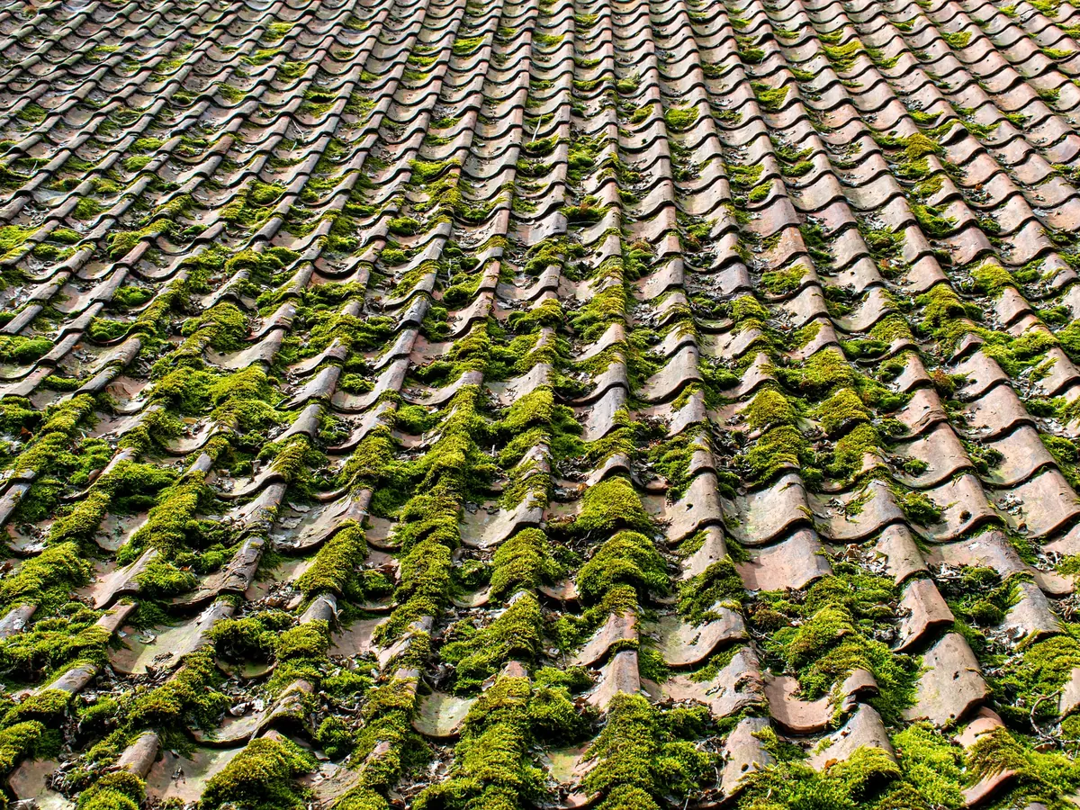 Close view of moss removal work in progress
